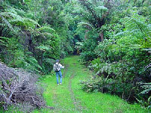 tutukaka goliath track