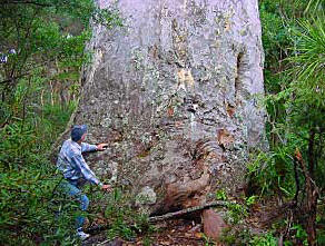 tutukaka goliath track kauri